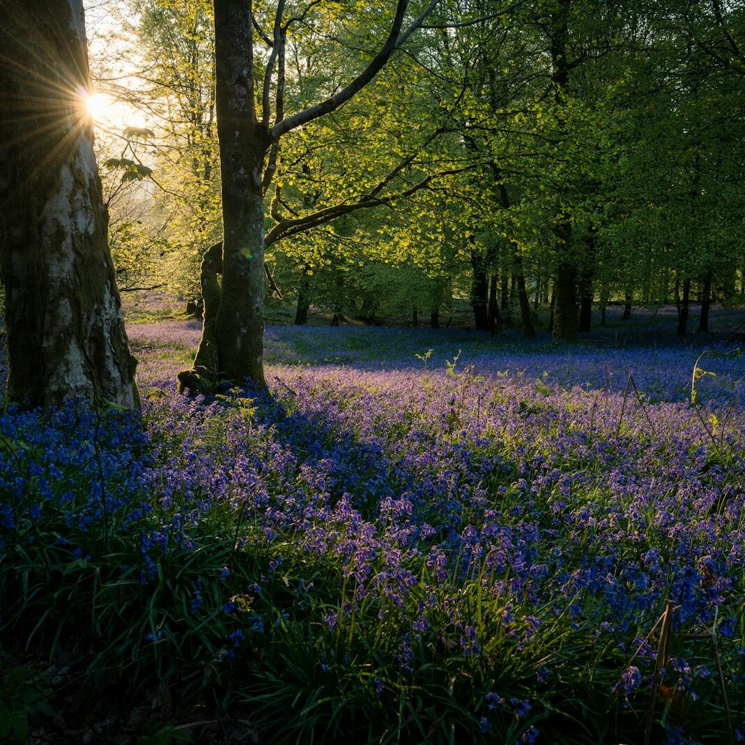 purple petaled flowers near trees
