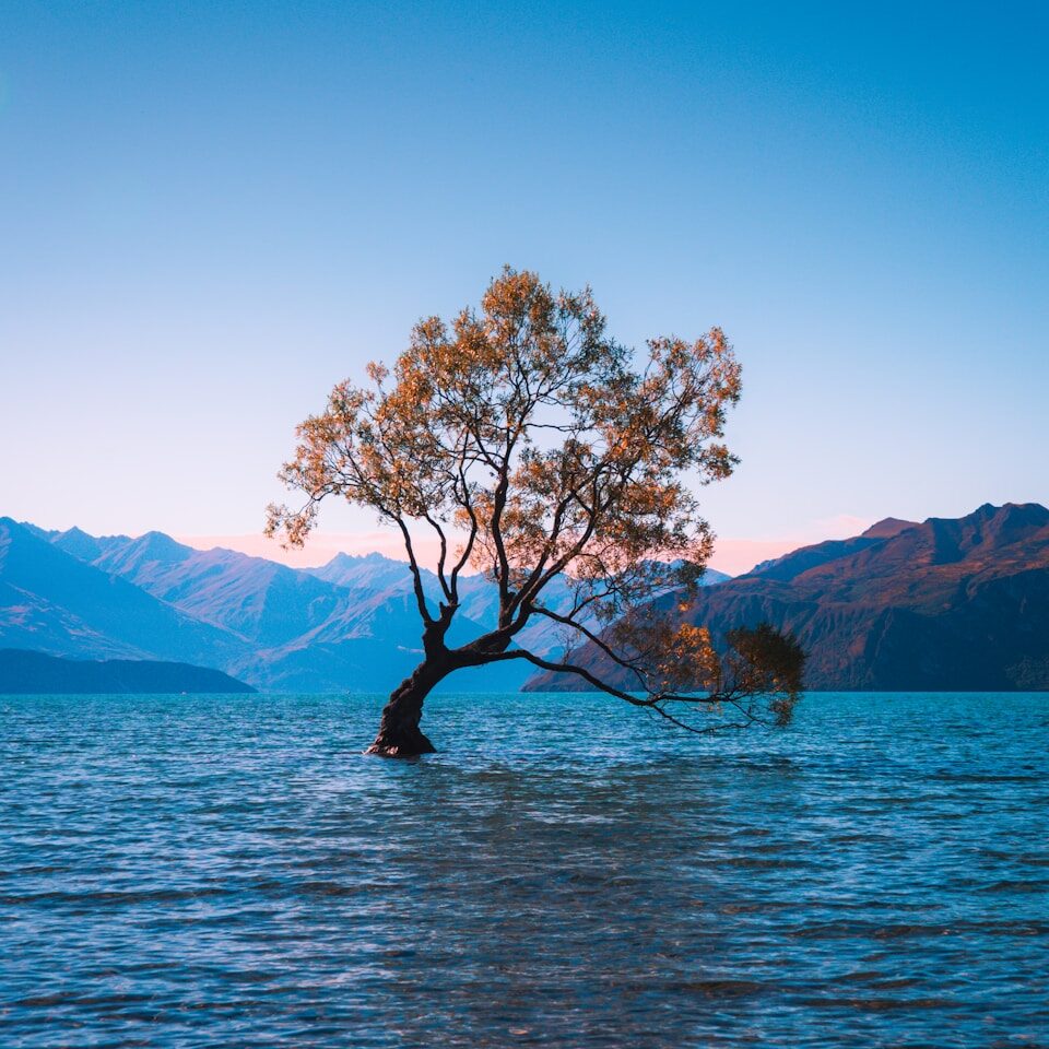 brown leaf tree at water during daytime